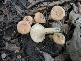 Lactarius proximellus image