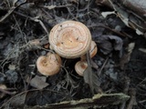 Lactarius proximellus image