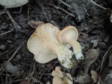 Lactarius proximellus image