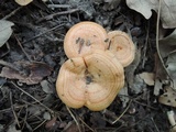 Lactarius proximellus image