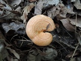 Lactarius proximellus image