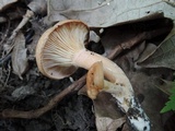Lactarius proximellus image