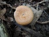Lactarius proximellus image