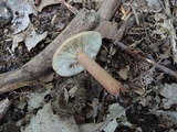 Lactarius quietus var. incanus image