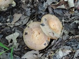 Lactarius maculatus image