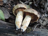 Lactarius maculatus image