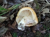 Lactarius agglutinatus image