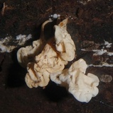 Ductifera pululahuana image