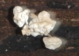 Ductifera pululahuana image