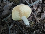 Lactarius psammicola image