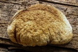 Tyromyces leucospongia image