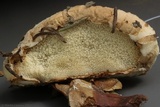 Tyromyces leucospongia image
