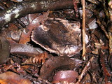 Sarcodon fuscoindicus image