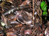Sarcodon fuscoindicus image
