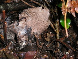 Sarcodon fuscoindicus image
