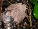 Sarcodon fuscoindicus image