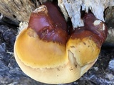 Ganoderma polychromum image