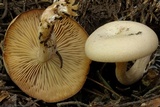 Clitocybe glacialis image