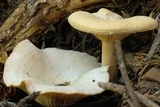 Clitocybe glacialis image