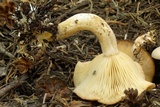 Clitocybe glacialis image