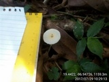 Leucocoprinus fragilissimus image