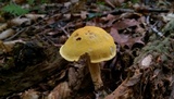 Cortinarius alboluteus image