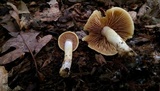 Cortinarius alboluteus image