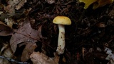 Cortinarius alboluteus image