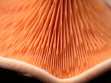 Hygrophoropsis aurantiaca image