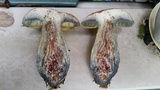 Pulchroboletus rubricitrinus image