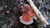 Laetiporus persicinus image