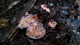 Laetiporus persicinus image
