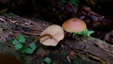 Callistosporium luteo-olivaceum image