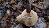 Lactarius volemus image