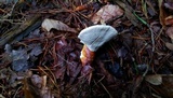 Ganoderma curtisii image