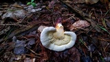 Ganoderma curtisii image