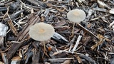 Parasola auricoma image