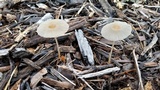 Parasola auricoma image