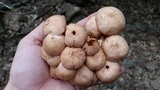 Desarmillaria tabescens image