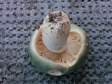 Russula virescens image