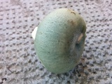 Russula virescens image