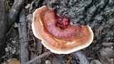 Ganoderma sessile image