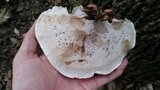 Ganoderma sessile image