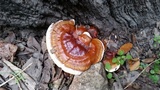 Ganoderma sessile image