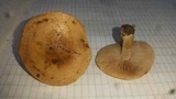 Hebeloma crustuliniforme image
