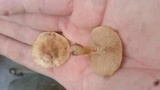 Hebeloma crustuliniforme image