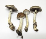 Stropharia hornemannii image