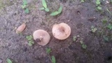 Hebeloma crustuliniforme image