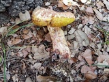 Pulchroboletus rubricitrinus image