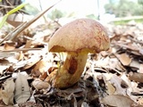 Pulchroboletus rubricitrinus image
